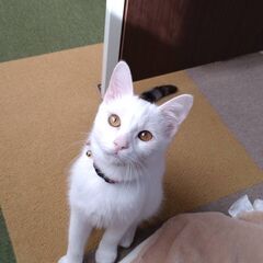 生後約8～９か月　超甘えん坊の白猫　しっぽのみシマシマ男の子！　現在日高村ニャンコメリーにてホームステイ中 の画像
