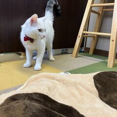 生後約8～９か月　超甘えん坊の白猫　しっぽのみシマシマ男の子！　現在日高村ニャンコメリーにてホームステイ中  - 香美市