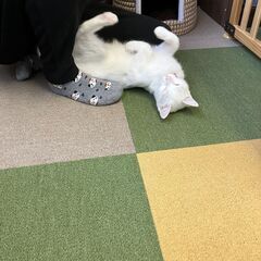 生後約8～９か月　超甘えん坊の白猫　しっぽのみシマシマ男の子！　現在日高村ニャンコメリーにてホームステイ中  - 猫
