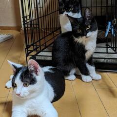 【里親様決定】黒猫　小柄で可愛い女の子　ソックスちゃん　推定6ヶ月 − 神奈川県