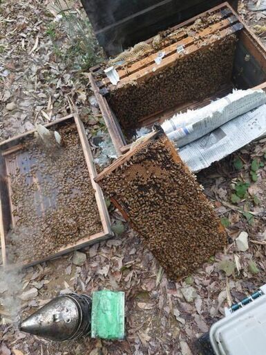 予約　西洋ミツバチ　種蜂　3＋１　送料込み　代引きのみ