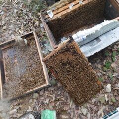 予約　西洋ミツバチ　種蜂　3＋１　送料込み　代引きのみ