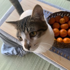 とっても人懐っこくて性格の良い子！飼いやすいです♪看板猫にピッタリ！ − 福岡県