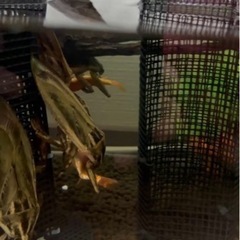 タイワンタガメ1ペア〜販売してます①