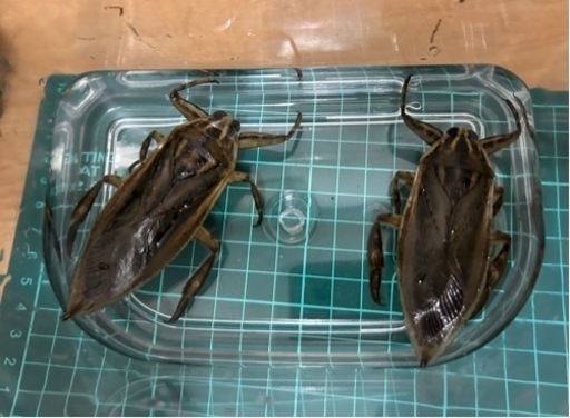 タイワンタガメ1ペア〜販売してます① (フナッシー) 大阪のその他の  