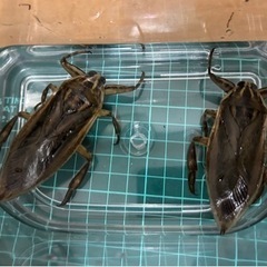 タイワンタガメ1ペア〜販売してます①