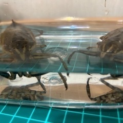 タイワンタガメ1ペア〜販売してます①