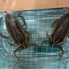 タイワンタガメ1ペア〜販売してます①