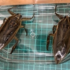 タイワンタガメ1ペア〜販売してます①