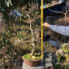 盆栽　（約1m） 30-40年