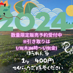 1/11(木)16時～1/12(金) 数量限定★規格外(群馬県伊...