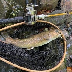 渓流釣り仲間募集🎣