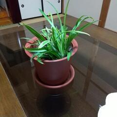 観葉植物 オリヅルラン２種