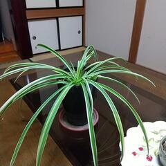 観葉植物 オリヅルラン②