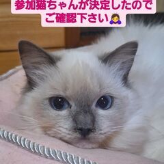 1/7(日)譲渡会！ 純血猫ちゃん52頭参加いたします(⋈◍＞◡...