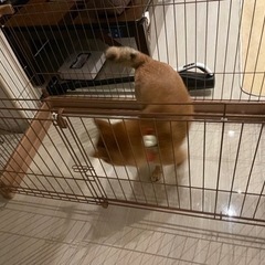 犬用　ケージ　