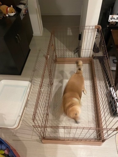 犬用　ケージ