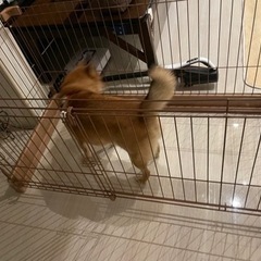犬用　ケージ　