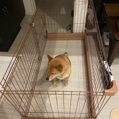 犬用　ケージ　