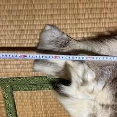 潔世一 缶バッジ-トナカイの毛皮　敷物　壁掛け