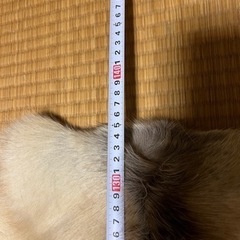 潔世一 缶バッジ-トナカイの毛皮　敷物　壁掛け