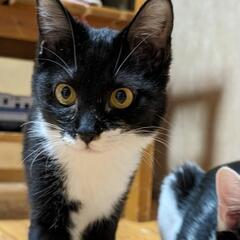 【里親様決定】黒猫　小柄で可愛い女の子　ソックスちゃん　推定6ヶ月 - 川崎市