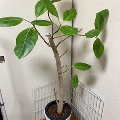 観葉植物差し上げます