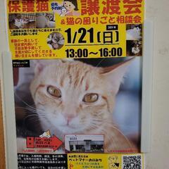 東尾道駅近くの美容室BUZZさんをお借りして保護猫の譲渡会を行います。