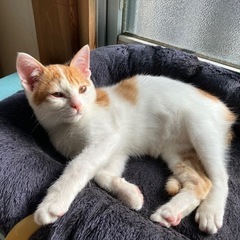 [決定]生後３か月、陽気な茶白♂ポン太🛩️ - 猫