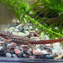 アカハライモリ 美個体 おまけ付き