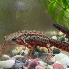 アカハライモリ 美個体 おまけ付き