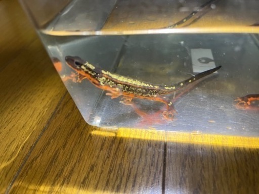 オキナワシリケンイモリ　美個体　発送可