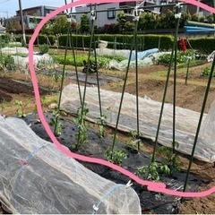 園芸用支柱（2.1m、1.8m）〜夏野菜にピッタリ〜