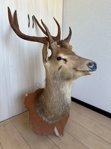 ハンティングトロフィー・蝦夷鹿剥製　壁飾り・壁掛け