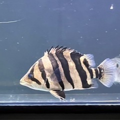 ダトニオ?? プラスワン片側とぎれ