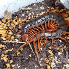 ムカデ、奇虫、虫