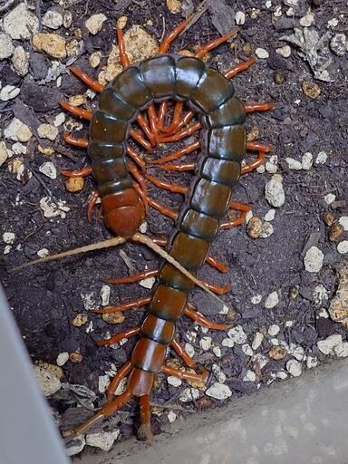 ムカデ、奇虫、虫 - その他 