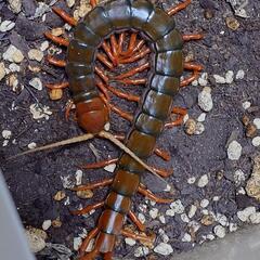 ムカデ、奇虫、虫