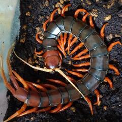 ムカデ、奇虫、虫