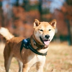 パワフルな元気な柴犬の男の子 - 所沢市