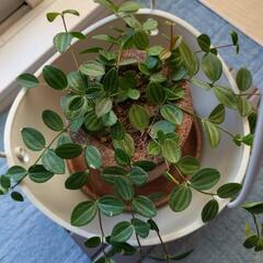 観葉植物　ペペロミア