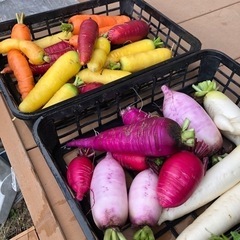 無農薬オーガニック野菜のとれたて無人販売👩‍🌾 - 大村市