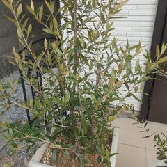 1/9値下げ 横浜市中区引き取り限定 オリーブの木2本＋お花