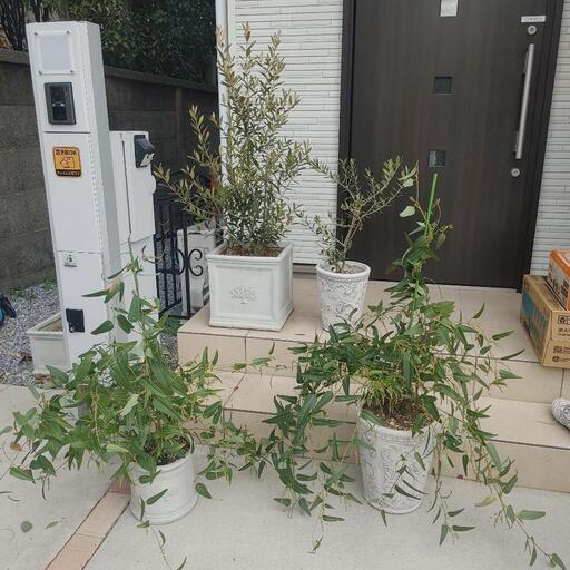 1/9値下げ　横浜市中区引き取り限定　オリーブの木2本＋お花セット