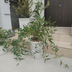 1/9値下げ 横浜市中区引き取り限定 オリーブの木2本＋お花