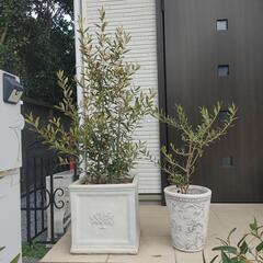 オリーブの木【引取り限定】 1/9値下げ 横浜市中区引き取り限定 オリーブの木2本＋お花