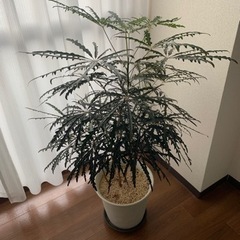 急募！観葉植物