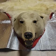 【大幅値下げ💴⤵️】北極熊の剥製 稀少価値商品