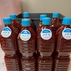 新春増量🎍メダカ高濃度PSB‼️8本お買い得