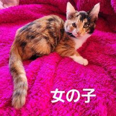 三毛猫　女の子